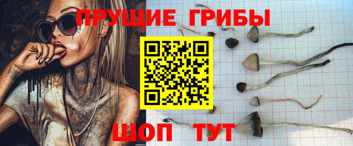 Псилоцибиновые грибы Psilocybe Кудымкар